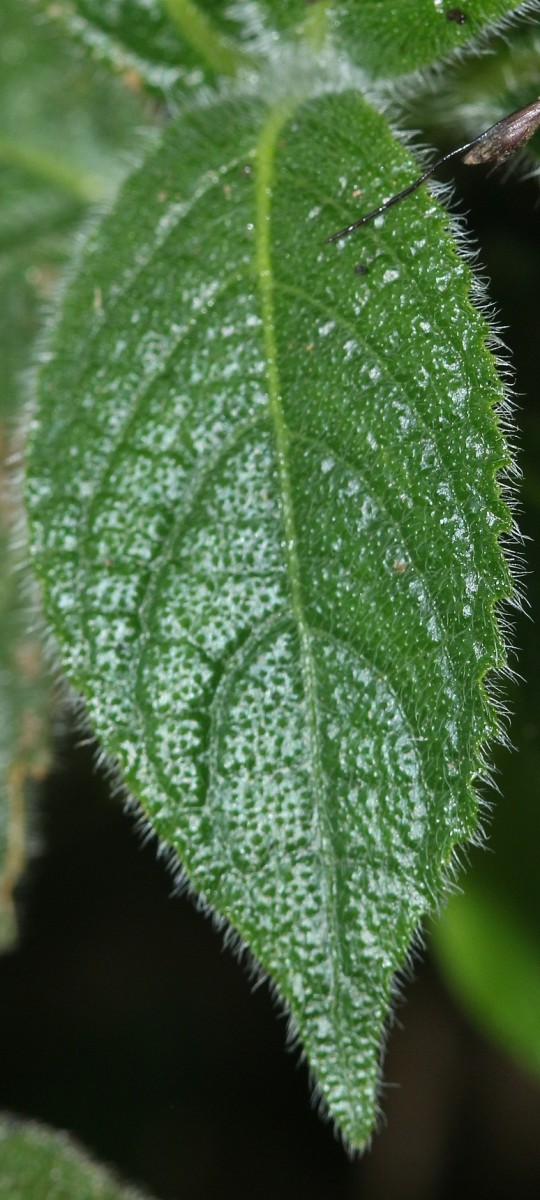 Strobilanthes calycina Nees